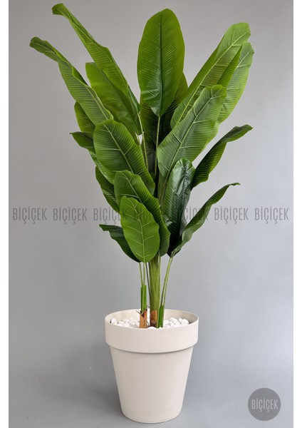 Yapay Ağaç Starliçe Bambu Gövdeli 220CM Büyük Boy Kırıkbeyaz Renk Yalı Saksıda