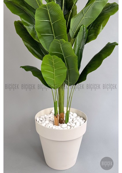 Yapay Ağaç Starliçe Bambu Gövdeli 220CM Büyük Boy Kırıkbeyaz Renk Yalı Saksıda