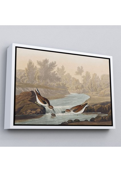 Beyaz Çerçeveli John James Audubon Küçük Çulluklar Tablosu