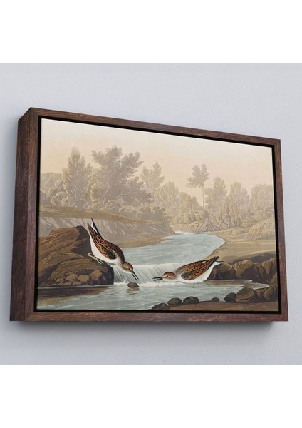 Beyaz Çerçeveli John James Audubon Küçük Çulluklar Tablosu fiyatları