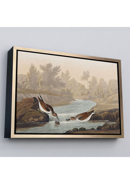 Beyaz Çerçeveli John James Audubon Küçük Çulluklar Tablosu modelleri