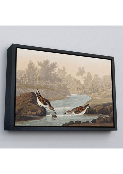 Beyaz Çerçeveli John James Audubon Küçük Çulluklar Tablosu fırsatları