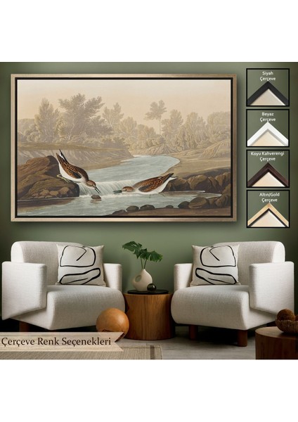 Beyaz Çerçeveli John James Audubon Küçük Çulluklar Tablosu