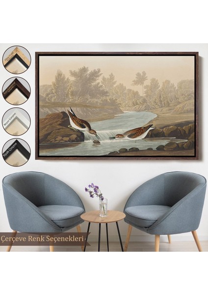 Beyaz Çerçeveli John James Audubon Küçük Çulluklar Tablosu