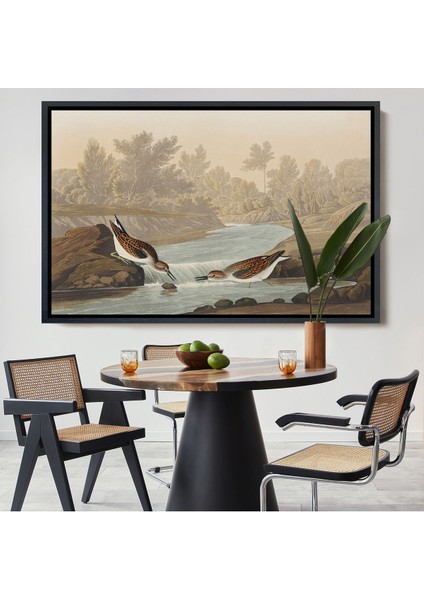 Beyaz Çerçeveli John James Audubon Küçük Çulluklar Tablosu