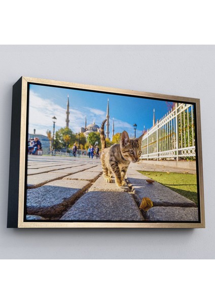 Kahverengi Çerçeveli Sultan Ahmet Camii Önündeki Yavru Kedi Tablosu fiyatları