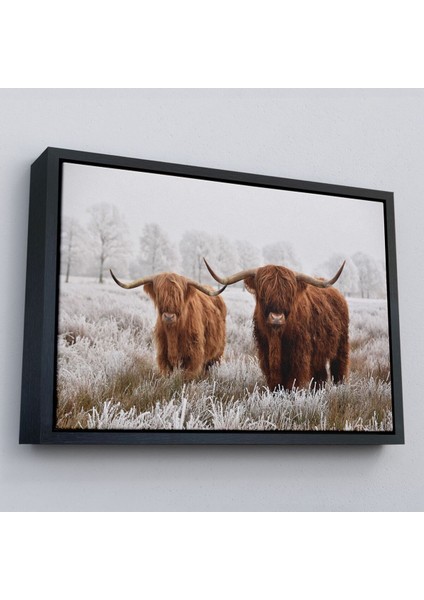 Çerçeveli Iskoçya Sığırları Dekoratif Kanvas TABLO-1150 fırsatları