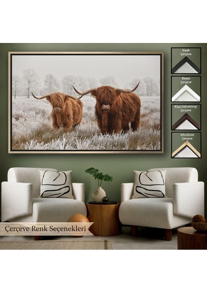 Çerçeveli Iskoçya Sığırları Dekoratif Kanvas TABLO-1150