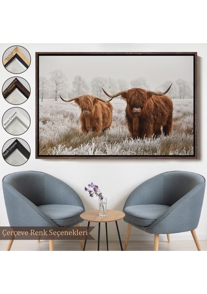 Çerçeveli Iskoçya Sığırları Dekoratif Kanvas TABLO-1150