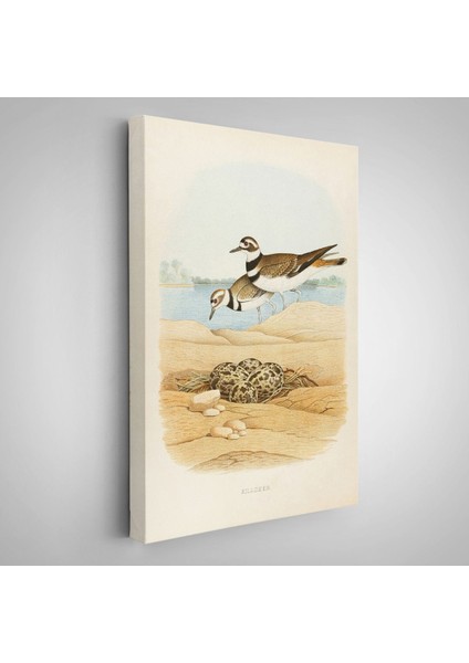 Edwin L. Sheppard - Öldürücü Tablo - KILLDEER-7338