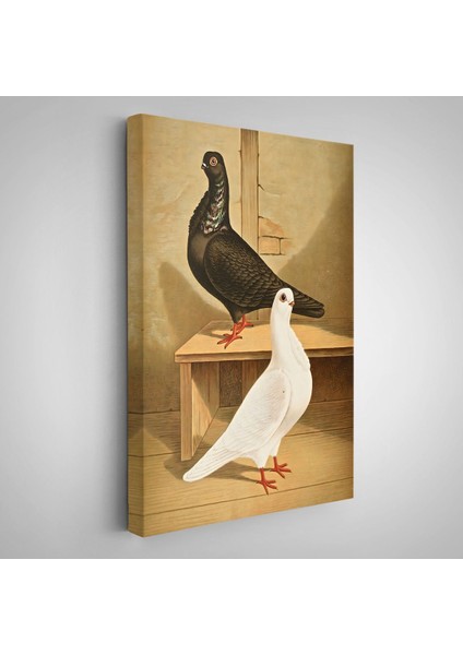 Çerçeveli Gustav Prütz - Sevimli Italyan Güvercinleri TABLO-7320