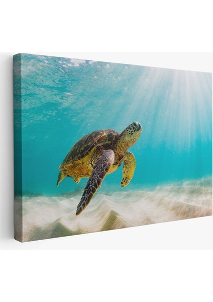 Deniz Kaplunbağası Dekoratif Kanvas Duvar Tablosu(Üç PARÇA)-3662