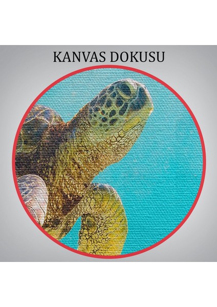 Deniz Kaplunbağası Dekoratif Kanvas Duvar Tablosu(Üç PARÇA)-3662