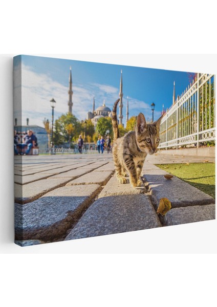 Sultan Ahmet Camii Önündeki Yavru Kedi TABLOSU-6507