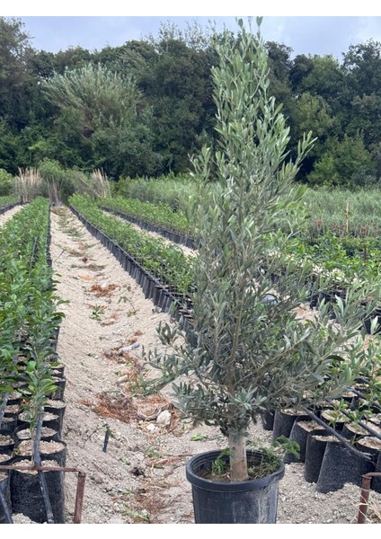 15 Lt Saksıda 5 Yaş Gemlik Trilye Zeytin Fidanı Boy 150-180 cm fiyatları