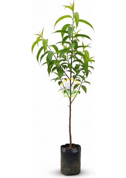 3 Yaş Aşılı Venüs Tüysüz Şeftali Fidanı (Nektarin) fiyatları