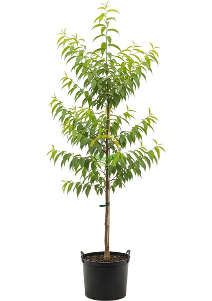 6 Yaş Aşılı Venüs Nektarin Fidanı fiyatları