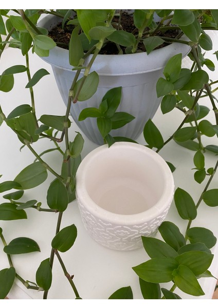 Çiçek Desenli Beyaz Beton Sukulent Saksı modelleri