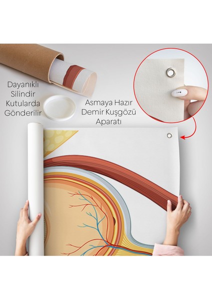 Göz Anatomizi Duvar Örtüsü - Göz Doktoru HEDIYESI-8367 indirimleri