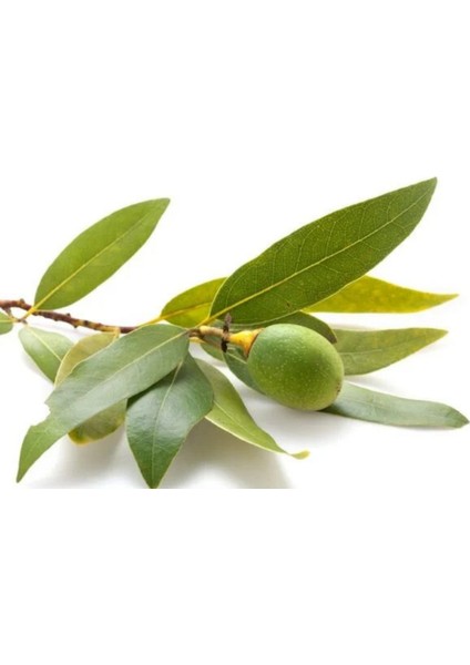 Doğal Defne Sabunu modelleri