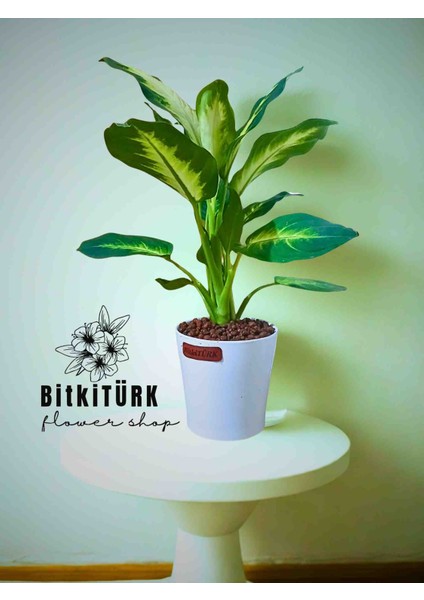 - Seramik Saksıda Difenbahya Uzay Çiçeği Topraksız Bakım Kil Bilyeli