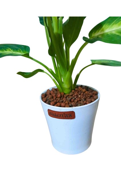 - Seramik Saksıda Difenbahya Uzay Çiçeği Topraksız Bakım Kil Bilyeli fiyatları