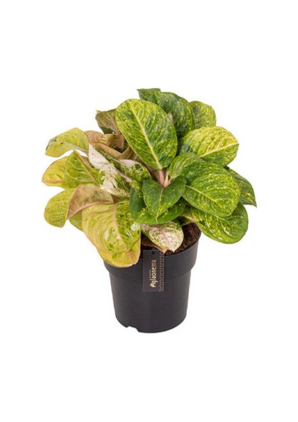 Aglaonema 'apple Fantasy' (Çin Herdemyeşili)