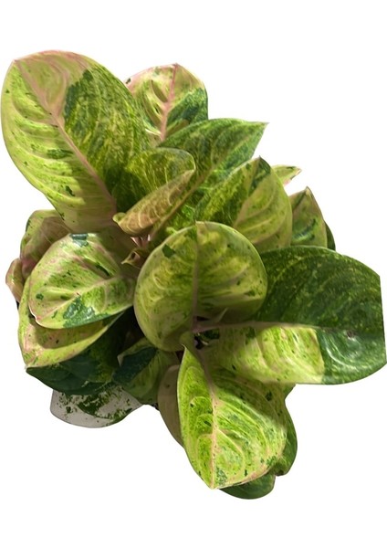 Aglaonema 'apple Fantasy' (Çin Herdemyeşili) fiyatları