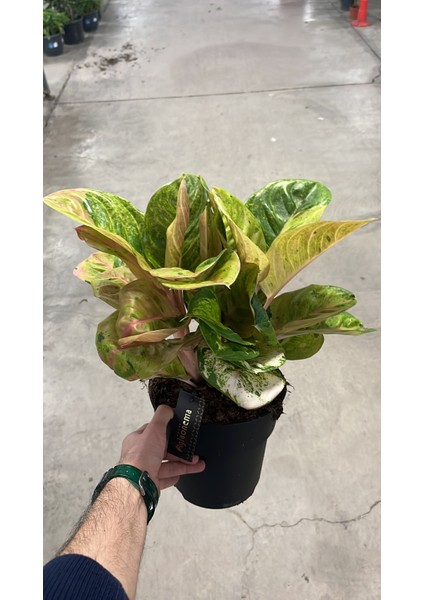 Aglaonema 'apple Fantasy' (Çin Herdemyeşili) modelleri