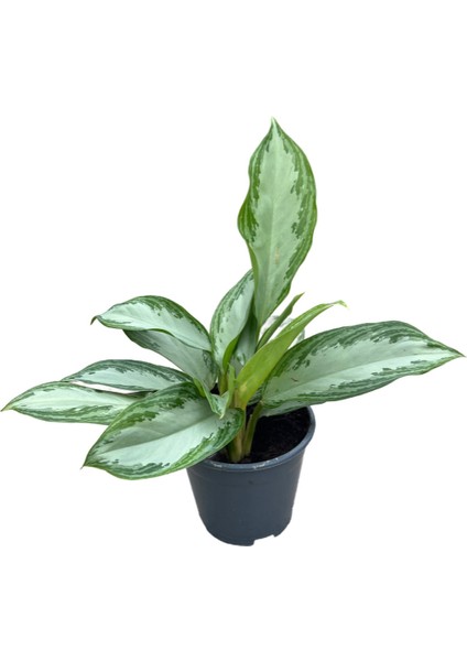 Aglaonema ‘Silver Bay’ (Çin Herdemyeşili)