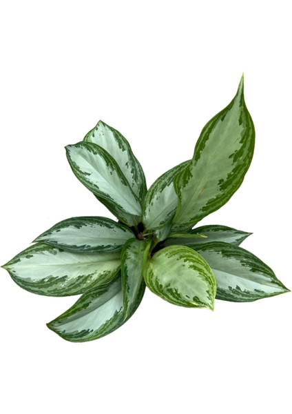 Aglaonema ‘Silver Bay’ (Çin Herdemyeşili) fiyatları