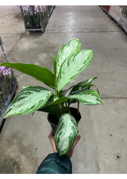 Aglaonema ‘Silver Bay’ (Çin Herdemyeşili) modelleri