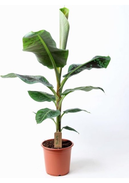 Muz Ağacı Bitkisi 120-140 cm (Açık Kök)