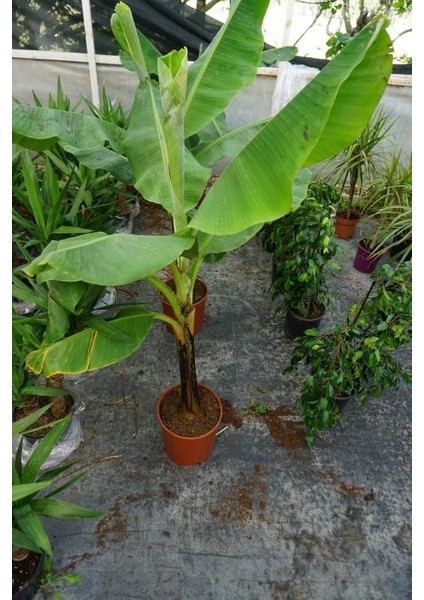 Muz Ağacı Bitkisi 120-140 cm (Açık Kök) fiyatları