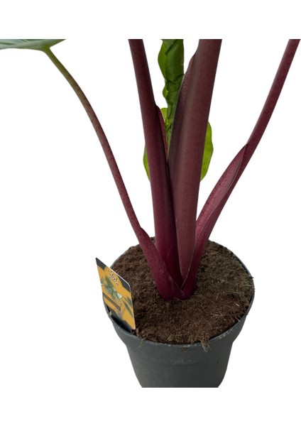 Alocasia 'ımperial Red' (Fil Kulağı) modelleri