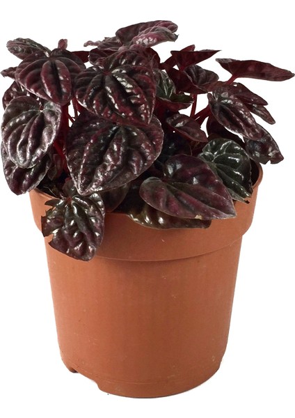 Peperomia 'Schumi Red' (Zümrüt Dalgası Çiçeği)