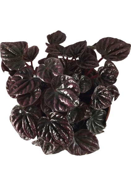 Peperomia 'Schumi Red' (Zümrüt Dalgası Çiçeği) fiyatları