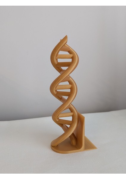 Dna Helix Tasarımlı Kitap Tutucu modelleri