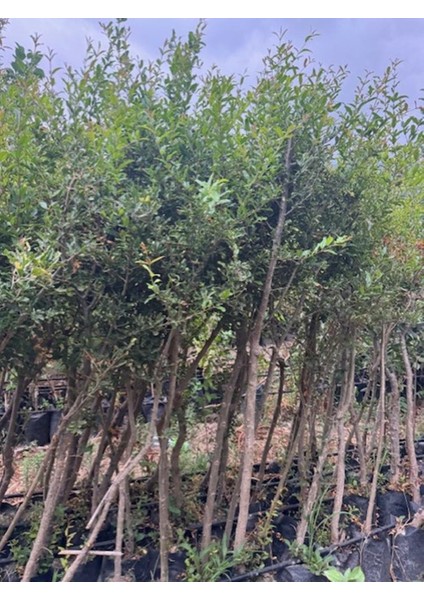 4 Yaş Tüplü,meyve Veren Içi Dışı Hicaz Nar Fidanı Boy 170-200 cm modelleri