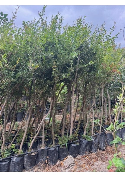 4 Yaş Tüplü,meyve Veren Içi Dışı Hicaz Nar Fidanı Boy 170-200 cm fırsatları