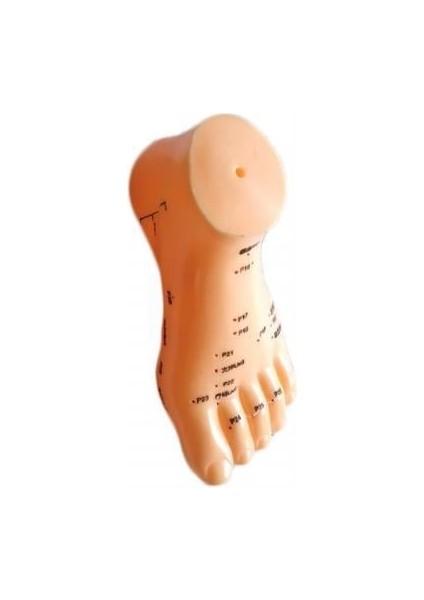 Ayak Maketi Akupunktur Noktaları indirimleri