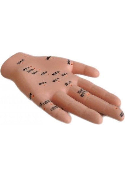 El Maketi Akupunktur Noktaları 835 fırsatları