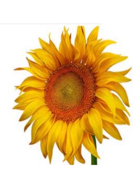 Inegöl Çerezlik Beyaz Ayçekirdeği Tohumu (1 Kg) modelleri