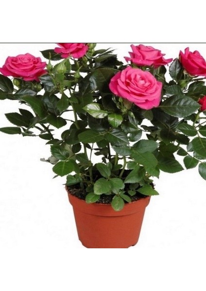 Sophia Pembe Yediveren Bodur Gül Çiçeği Fidesi (1 Adet Paper Potta)