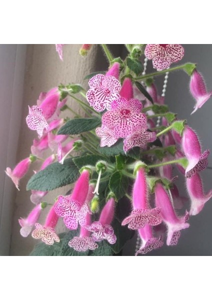 Koleksiyonluk Jesica Kohleria Japon Küpelisi Çiçeği Fidesi (Mini Saksıda)