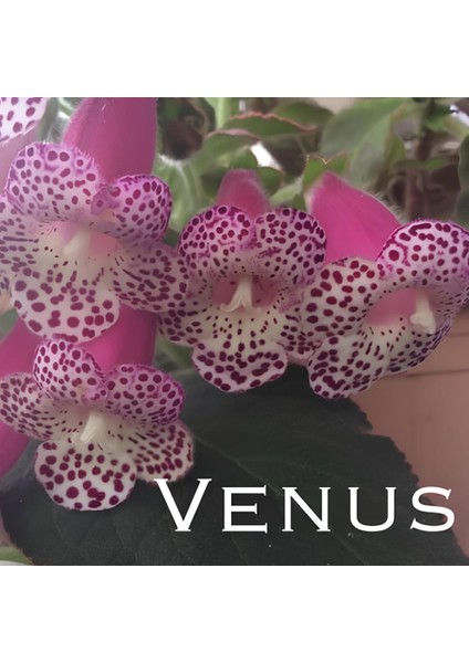 Koleksiyonluk Venüs Kohleria Japon Küpelisi Çiçeği Fidesi (Mini Saksıda)