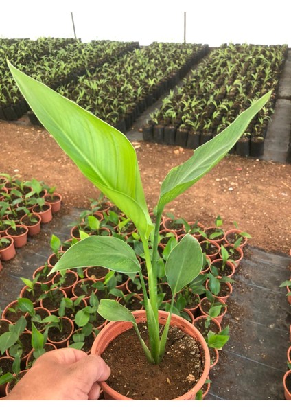 kcaalan Starliçe - Beyaz Cennet Kuşu 30-40 cm (Strelitzia Nicolai)