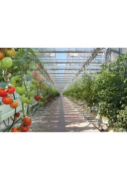 Dayanıklı Pvc Kaplı Çelik Halat 5 mm 50 mt Bahçe ve Kamp Ipi modelleri