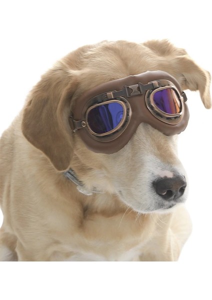 Orta ve Büyük Köpek Güneş Gözlüğü Kimmo