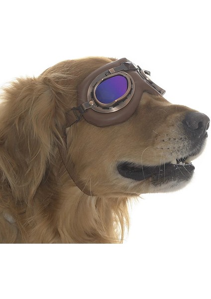 Orta ve Büyük Köpek Güneş Gözlüğü Kimmo modelleri